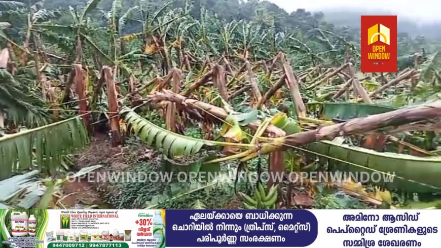 ഇടുക്കിയിൽ ശക്തമായ കാറ്റിലും മഴയിലും വൻ നാശനഷ്ടം. രാജാക്കാട്ടിൽ 500 ഓളം ഏത്തവാഴകൾ കാറ്റിൽ ഒടിഞ്ഞു വീണു