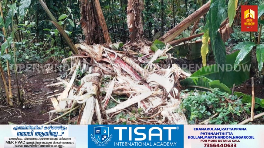 ഉപ്പുതറ പാലക്കാവിന് പിന്നാലെ കാക്കത്തോടും കാട്ടാന ഭീഷണിയിൽ.രാവിലെ തേക്കിൻ കൂപ്പിൽ നിലയുറപ്പിച്ച കാട്ടാനയെ വനം  വകുപ്പ് വാച്ചർമാരും  നാട്ടുകാരും ചേർന്നാണ്  ഉൾവനത്തിലേക്ക് ഓടിച്ചു വിട്ടത്.