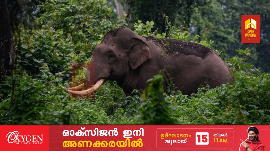 ഉപ്പുതറയിൽ കൃഷിയിടത്തിൽ നിന്നും കാട്ടാനയെ തുരത്തുന്നതിനിടെ കയ്യിലിരുന്ന പടക്കം
പൊട്ടി വനം വകുപ്പ് വാച്ചറുടെ
വിരലുകൾ അറ്റു
