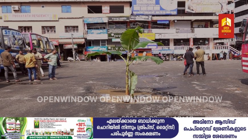 അടിമാലി ഗ്രാമപഞ്ചായത്ത് അടിമാലി ബസ്റ്റാൻഡിലെ കുഴികൾ നന്നാക്കാത്തതിൽ തൊഴിലാളികളുടെ നേതൃത്വത്തിൽ വേറിട്ട പ്രതിഷേധം സംഘടിപ്പിച്ചു. കുഴികളിൽ വാഴനട്ടും ചൂണ്ട ഇട്ടുമാണ് പ്രതിഷേധം സംഘടിപ്പിച്ചത്