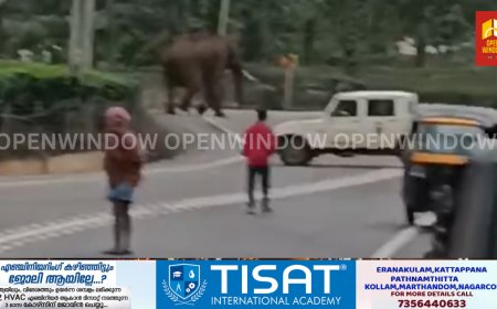 ചക്കക്കൊമ്പന് പിന്നാലെ പൂപ്പാറ ടൗണിലിറങ്ങി മുറിവാലൻ കൊമ്പൻ