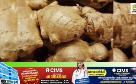 ഉത്പാദനം കുറഞ്ഞതോടെ ഹൈറേഞ്ചിലെ കമ്പോളത്തിൽ ഇഞ്ചിവില കൂടി