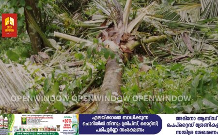 ഉപ്പുതറ കണ്ണംപടി മേഖലയിലെ ഒറ്റയാൻ്റെ ആക്രമണത്തിന് പരിഹാരമില്ല