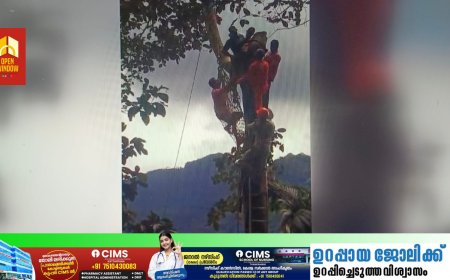 അടിമാലിക്ക് സമീപം മരം മുറിക്കാൻ കയറിയ യുവാവ്  അസുഖ ബാധയെ തുടർന്ന് മരത്തിൽ കുടുങ്ങി: രക്ഷകരായി അടിമാലി ഫയർ ഫോഴ്സ്