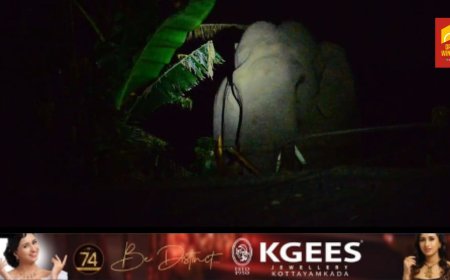 മൂന്നാറിലെ ജനവാസ മേഖലയില്‍ നിന്നും പിന്‍വാങ്ങാതെ കാട്ടുകൊമ്പന്‍ പടയപ്പ;തൊഴിലാളി കുടുംബങ്ങള്‍ താമസിക്കുന്ന ലയങ്ങൾക്ക് സമീപം വ്യാപക കൃഷിനാശം