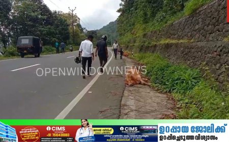 മലയോര ഹൈവേയിൽ ഏലപ്പാറക്കും  മേമലക്കും ഇടയിൽ വാഹനം ഇടിച്ച് രണ്ട് വളർത്തു പശുകൾ ചത്തു. പശുക്കളെ ഇടിച്ചിട്ട ശേഷം വാഹനം കടന്നു കളഞ്ഞു