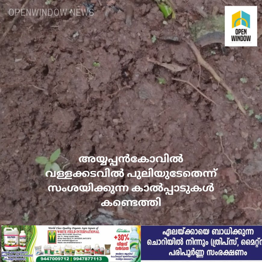 അയ്യപ്പൻകോവിൽ വള്ളക്കടവിൽ പുലിയുടേതെന്ന് സംശയിക്കുന്ന കാൽപ്പാടുകൾ കണ്ടെത്തി