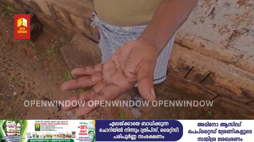 അടിമാലി ടൗണിൽ തെരുവ്‌ നായ ആക്രമണം.നായയുടെ ആക്രമണത്തില്‍ വിവിധയാളുകള്‍ക്ക് കടിയേറ്റു