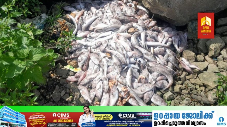 അയ്യപ്പൻകോവിൽ പരപ്പിൽ സാമൂഹ്യ വിരുദ്ധർ ഉപയോഗശൂന്യമായ മത്സ്യം റോഡരുകിൽ തള്ളി