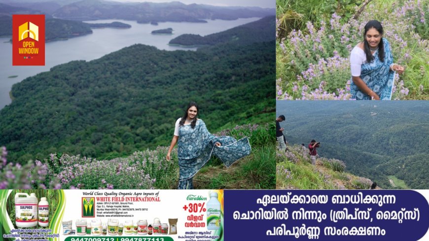 കാഴ്ച വിരുന്നൊരുക്കി കല്യാണത്തണ്ടിൽ മേട്ടു കുറിഞ്ഞി പൂത്തതോടെ ഇവിടേക്ക് സഞ്ചാരികളുടെ തിരക്ക് വർദ്ധിക്കുന്നു