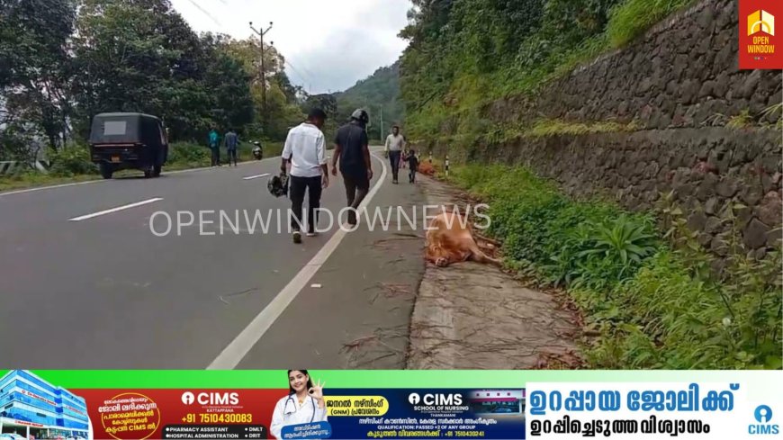 മലയോര ഹൈവേയിൽ ഏലപ്പാറക്കും മേമലക്കും ഇടയിൽ വാഹനം ഇടിച്ച് രണ്ട് വളർത്തു പശുകൾ ചത്തു. പശുക്കളെ ഇടിച്ചിട്ട ശേഷം വാഹനം കടന്നു കളഞ്ഞു