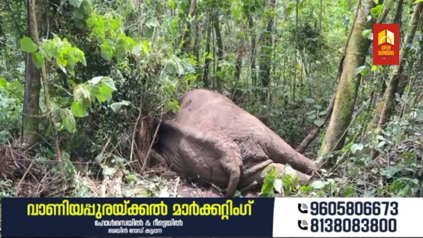 ചിന്നക്കനാലിൽ മുറിവാലനും ചക്കക്കൊമ്പനും ഏറ്റുമുട്ടി; പരുക്കേറ്റ മുറിവാലന് ചികിത്സയുമായി വനം വകുപ്പ്