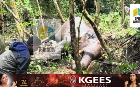 ചിന്നക്കനാലിൽ  കാട്ടാനകൾ തമ്മിൽ ഏറ്റുമുട്ടൽ; ഗുരുതരമായി പരുക്കേറ്റ മുറിവാലൻ കൊമ്പൻ ചരിഞ്ഞു