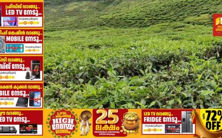 ഉത്പാദനം അഞ്ചിലൊന്നായി ചുരുങ്ങി, ഹൈറേഞ്ചിലെ തേയില കർഷകർ പ്രതിസന്ധിയിൽ