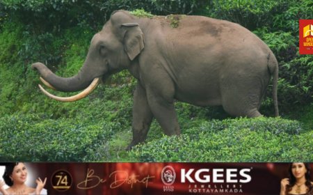 മൂന്നാറിൽ വീണ്ടും കാട്ടു കൊമ്പൻമാർ ഏറ്റുമുട്ടി