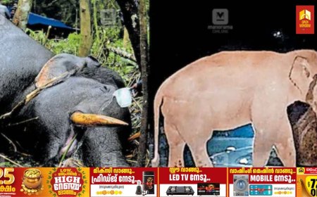 ഫണ്ട് ഇല്ല: മുറിവാലൻ കൊമ്പന്റെ പോസ്റ്റ്മോർട്ടം നടത്താൻ ഭാര്യയുടെ സ്വർണമാല പണയം വച്ച് വനം ഉദ്യോഗസ്ഥൻ