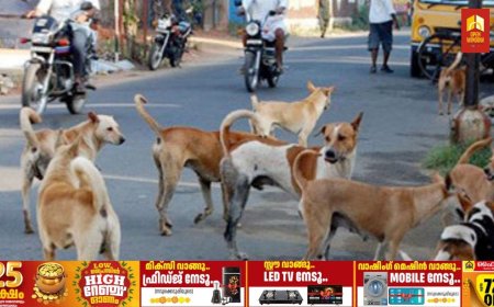 കാഞ്ചിയാർ തൊപ്പിപ്പാള സ്വരാജ് മേഖലകളിൽ തെരുവ് 
 നായ ശല്യം രൂക്ഷം