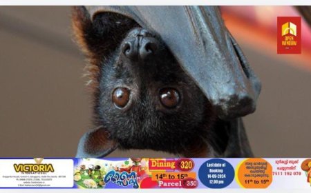 കട്ടപ്പന ഇരുപതേക്കർ മേഖലയിൽ  വവ്വാൽക്കൂട്ടം ഭീതിജനിപ്പിക്കുന്നു