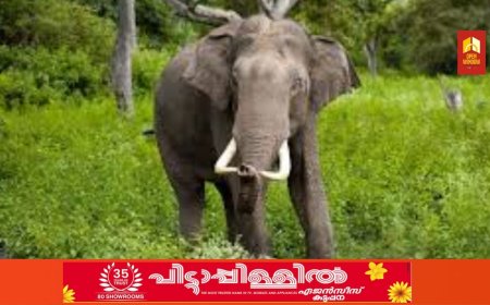 മറയൂരിൽ കാട്ടാന ആക്രമണം ; ഒരാൾക്ക് പരിക്ക്