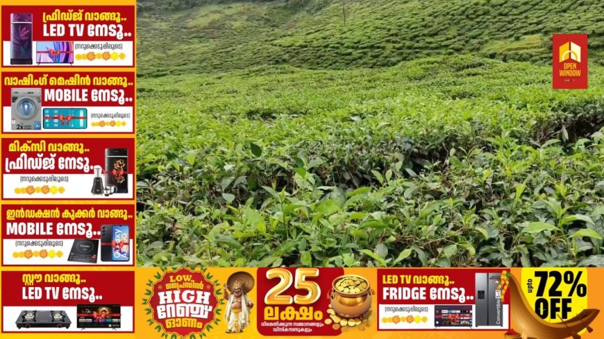 ഉത്പാദനം അഞ്ചിലൊന്നായി ചുരുങ്ങി, ഹൈറേഞ്ചിലെ തേയില കർഷകർ പ്രതിസന്ധിയിൽ