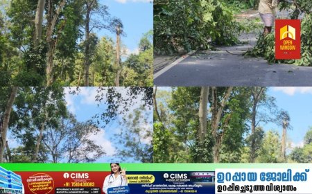 ഓപ്പൺ വിൻഡോ വാർത്ത ഫലം കണ്ടു;
കട്ടപ്പന വള്ളക്കടവ് മുതൽ  ആനവിലാസം വരെയുള്ള ഭാഗങ്ങളിൽ  അപകട സാധ്യതയുയർത്തി നിൽക്കുന്ന  മരങ്ങൾ വെട്ടിമാറ്റാൻ നടപടി