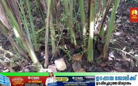 വില വർദ്ധിച്ചതോടെ ഏലത്തോട്ടങ്ങളിൽ പച്ചക്കായ
മോഷണം തുടർക്കഥയാകുന്നു