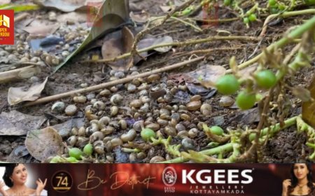 കാർഷിക മേഖലയേ പിന്നോട്ടിഴച്ച് ഒച്ച് ശല്യം