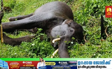 ഇടുക്കി കാന്തല്ലൂരിൽ സ്വകാര്യക്തിയുടെ കൃഷിയിടത്തിൽ  കാട്ടാനയെ ചരിഞ്ഞ നിലയിൽ കണ്ടെത്തി