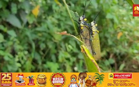 ഇടുക്കിയിൽ മലയോര മേഖലയിലെ കൃഷിയിടങ്ങളിൽ വെട്ടുകിളി ശല്യം രൂക്ഷമായി