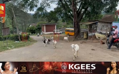 വണ്ടിപെരിയാർ ഡൈമൂക്ക് മോഖലയിൽ വീണ്ടും പുലിയുടെ ആക്രമണത്തിൽ രണ്ട് ആടുകൾ ചത്തു