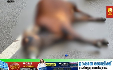 ദേവികുളത്ത് കന്നുകാലികൾ ചത്തുവീഴുന്നു. മൂന്ന് ദിവസത്തിനിടെ വായിൽ നുരയും പതയും വന്ന് ചത്തത്  രണ്ട് പശുക്കൾ