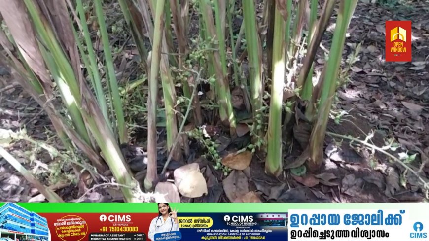 വില വർദ്ധിച്ചതോടെ ഏലത്തോട്ടങ്ങളിൽ പച്ചക്കായ
മോഷണം തുടർക്കഥയാകുന്നു