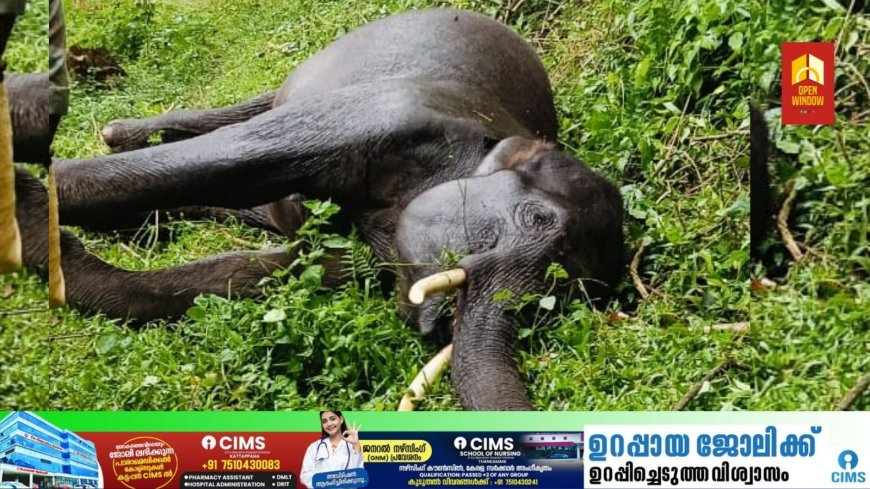 ഇടുക്കി കാന്തല്ലൂരിൽ സ്വകാര്യക്തിയുടെ കൃഷിയിടത്തിൽ  കാട്ടാനയെ ചരിഞ്ഞ നിലയിൽ കണ്ടെത്തി