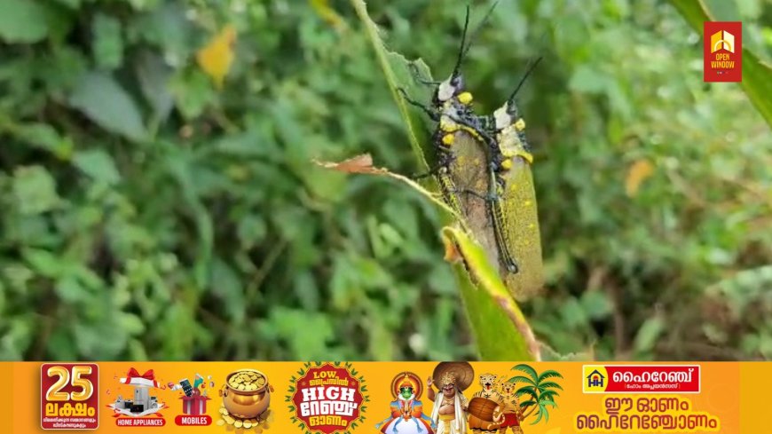 ഇടുക്കിയിൽ മലയോര മേഖലയിലെ കൃഷിയിടങ്ങളിൽ വെട്ടുകിളി ശല്യം രൂക്ഷമായി