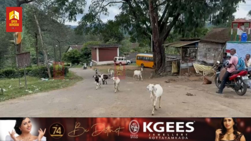 വണ്ടിപെരിയാർ ഡൈമൂക്ക് മോഖലയിൽ വീണ്ടും പുലിയുടെ ആക്രമണത്തിൽ രണ്ട് ആടുകൾ ചത്തു