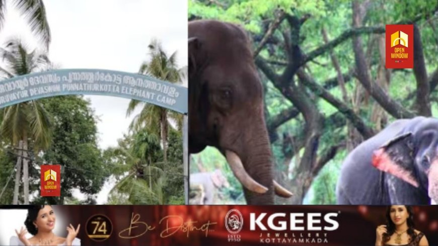 ഗുരുവായൂര്‍ ആനക്കോട്ടയിൽ രണ്ടാം പാപ്പാനെ ആന ആക്രമിച്ചു; കൊമ്പ് കൊണ്ട് തട്ടിയിട്ടു, തൂണിൽ തലയിടിച്ച് പരിക്ക്