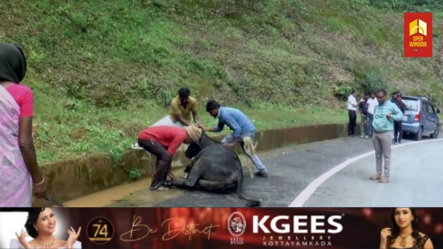ദേവികുളം മേഖലയില് കന്നുകാലികള് പേവിഷ ബാധയേറ്റ് ചാകുന്നത് ആശങ്ക പടർത്തുന്നു