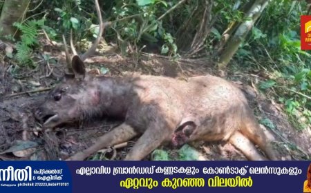 കേരള തമിഴ്നാട് അതിർത്തിയിൽ ജനവാസ മേഖലയിൽ ഭീഷണി ഉയർത്തി വീണ്ടും പുലിയുടെ സാന്നിധ്യം