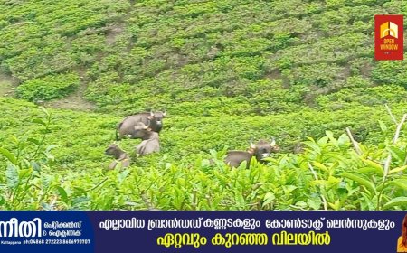 മൂന്നാറില്‍ കാട്ടുപോത്തിന്റെ ആക്രമണത്തില്‍ തോട്ടം തൊഴിലാളിക്ക് ഗുരുതരമായി പരുക്കേറ്റു