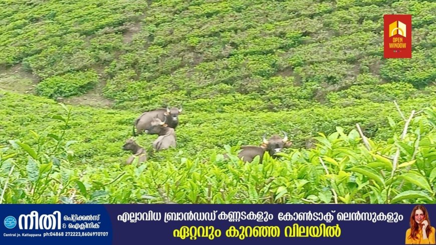 മൂന്നാറില്‍ കാട്ടുപോത്തിന്റെ ആക്രമണത്തില്‍ തോട്ടം തൊഴിലാളിക്ക് ഗുരുതരമായി പരുക്കേറ്റു