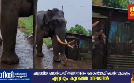 മൂന്നാറിൽ ജനവാസ മേഖലയിൽ നിന്നും പിൻവാങ്ങാതെ കാട്ടുകൊമ്പൻ പടയപ്പ