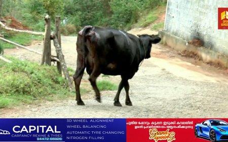 വന്യജീവി ശല്യത്താല്‍ പൊറുതിമുട്ടി ഇടുക്കി മൂന്നാറിലെ തോട്ടം മേഖല