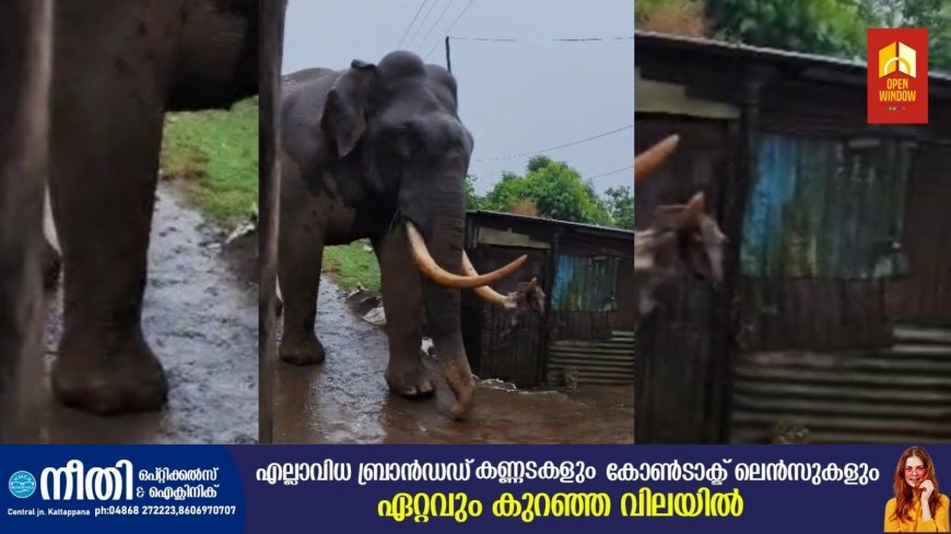 മൂന്നാറിൽ ജനവാസ മേഖലയിൽ നിന്നും പിൻവാങ്ങാതെ കാട്ടുകൊമ്പൻ പടയപ്പ