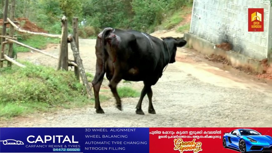 വന്യജീവി ശല്യത്താല് പൊറുതിമുട്ടി ഇടുക്കി മൂന്നാറിലെ തോട്ടം മേഖല