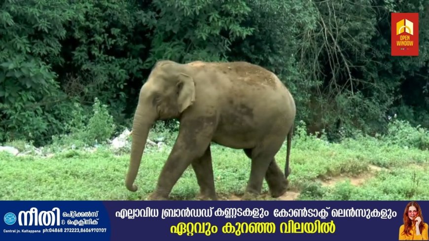 മൂന്നാര് കല്ലാറിലെ മാലിന്യ സംസ്ക്കരണ പ്ലാന്റിന് സമീപത്തെ കാട്ടാനകളുടെ സാന്നിധ്യം ഒഴിയുന്നില്ല