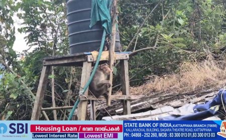 വാനര ശല്യത്താല്‍ പൊറുതിമുട്ടി അടിമാലി ഗ്രാമപഞ്ചായത്തിലെ പത്താംവാര്‍ഡിലെ ഒരു പറ്റം കുടുംബങ്ങൾ