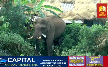 മൂന്നാറില്‍ വീണ്ടും ജനവാസ മേഖലയില്‍ എത്തി ഭീതി പരത്തി കാട്ടാന