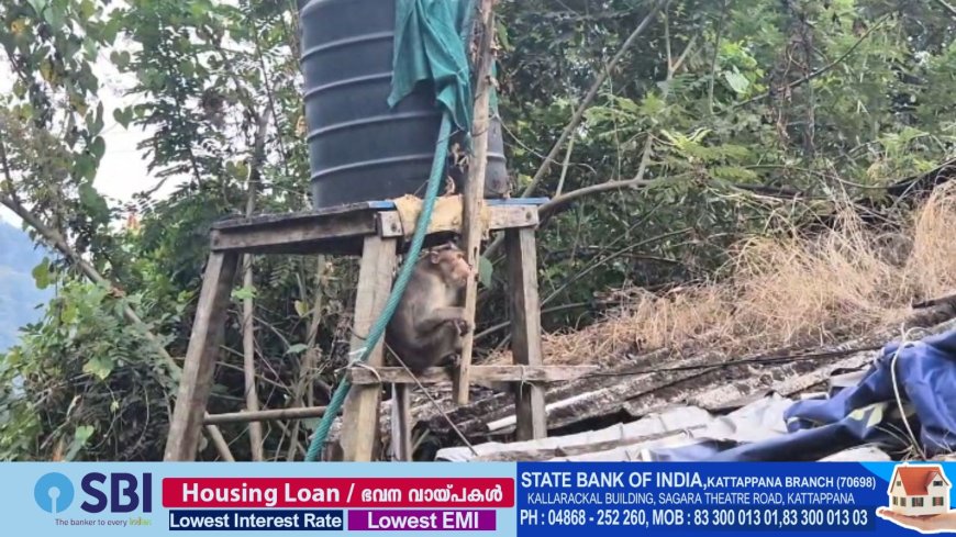 വാനര ശല്യത്താല് പൊറുതിമുട്ടി അടിമാലി ഗ്രാമപഞ്ചായത്തിലെ പത്താംവാര്ഡിലെ ഒരു പറ്റം കുടുംബങ്ങൾ