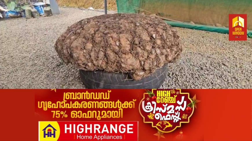 ഇത്തവണയും പതിവ് തെറ്റിക്കാതെ ഭീമന് ചേന വിളയിച്ചിരിക്കുകയാണ് അടിമാലി കൂമ്പന്പാറ സ്വദേശിയും കര്ഷകനുമായ അമ്പലത്തിങ്കല് സുരേന്ദ്രന്