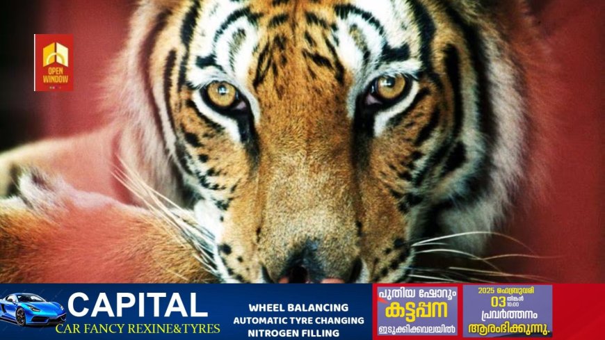 വയനാട്ടില്‍ കടുവയുടെ ആക്രമണത്തില്‍ സ്ത്രീ കൊല്ലപ്പെട്ടു; സ്ഥലത്ത് സംഘര്‍ഷം